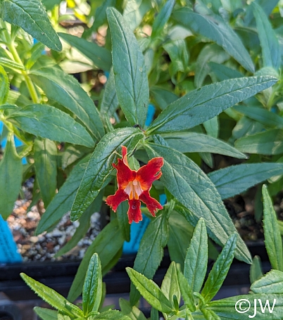 Diplacus (Mimulus) longiflorus  Santa Susana monkeyflower