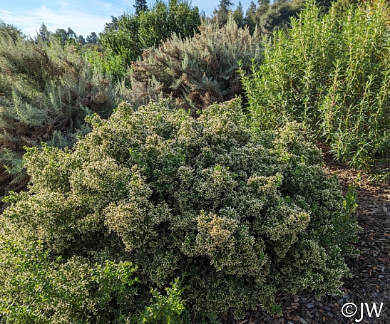 Baccharis pilularis 'Mayacama Mound' low coyote bush