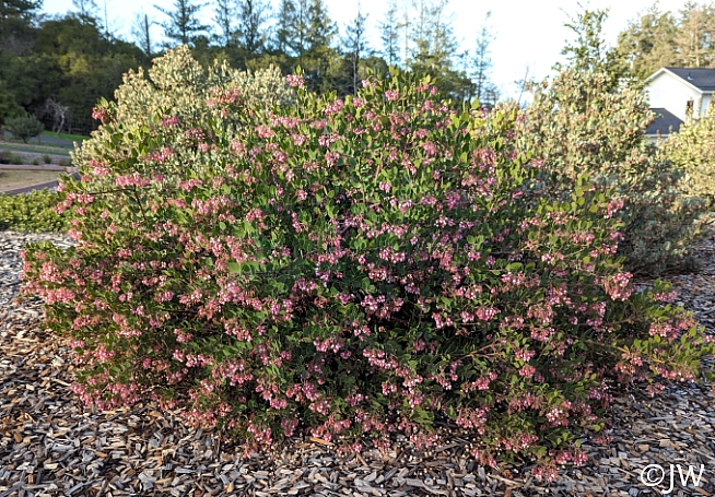 Arctostaphylos montereyensis  Monterey manzanita