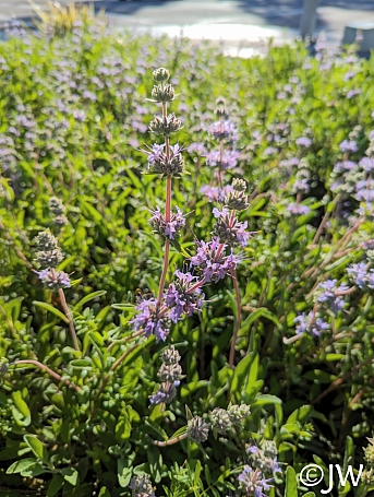 Salvia  'Bee's Bliss' sage