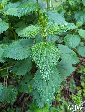 Urtica dioica  stinging nettle