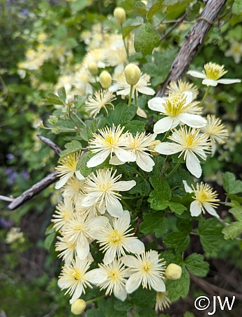 Clematis lasiantha  chaparral clematis