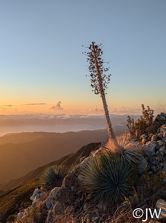 Hesperoyucca whipplei  Our Lord's candle
