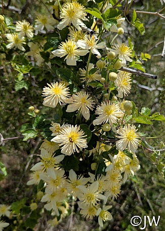 Clematis lasiantha  chaparral clematis