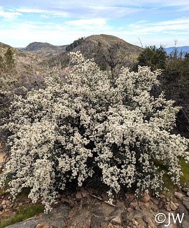 Ceanothus cuneatus  buckbrush