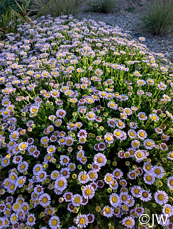 Erigeron glaucus 'Cape Sebastian' seaside daisy