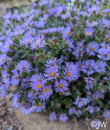 Symphyotrichum (Aster) chilense 'Plumas Purple' California aster