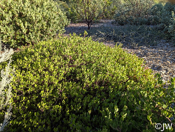 Arctostaphylos hookeri 'Harry Roberts' Hooker's manzanita