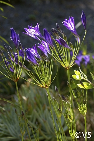 Triteleia laxa 'Queen Fabiola' Ithuriel's spear