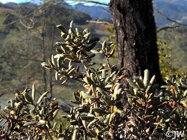 Quercus durata  leather oak