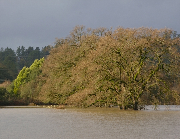Quercus lobata  valley oak