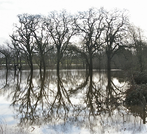 Quercus lobata  valley oak