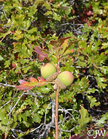 Quercus garryana var. breweri  Brewer's oak