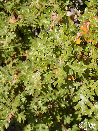 Quercus garryana var. breweri  Brewer's oak