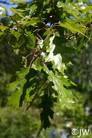 Quercus kelloggii  California black oak