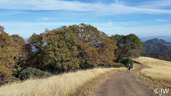 Quercus kelloggii  California black oak