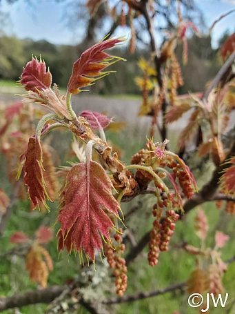 Quercus kelloggii  California black oak
