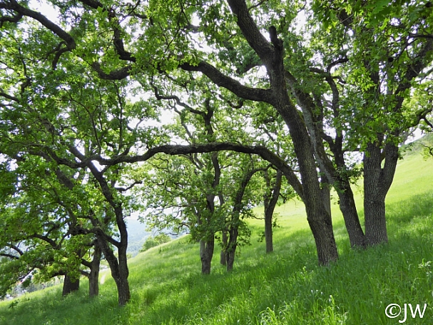 Quercus lobata  valley oak