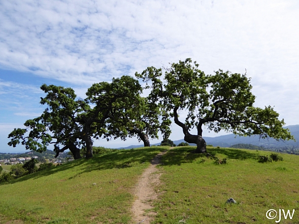Quercus lobata  valley oak