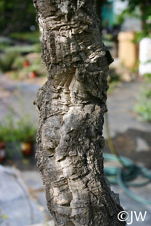 Quercus suber  cork oak