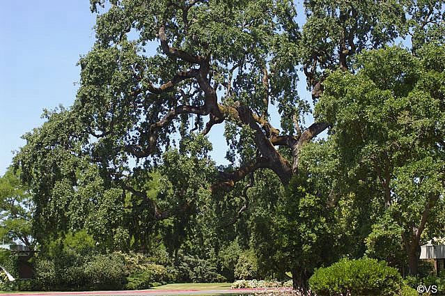 Quercus lobata  valley oak