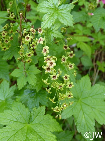 Ribes bracteosum  blue currant