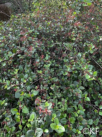 Ribes viburnifolium  Catalina perfume