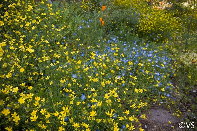 Ranunculus occidentalis  western buttercup