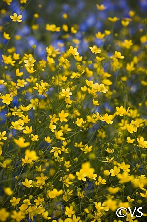 Ranunculus occidentalis  western buttercup