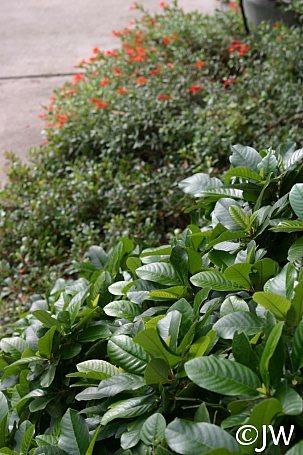 Frangula (Rhamnus) californica 'Ed Holm' dwarf California coffeeberry