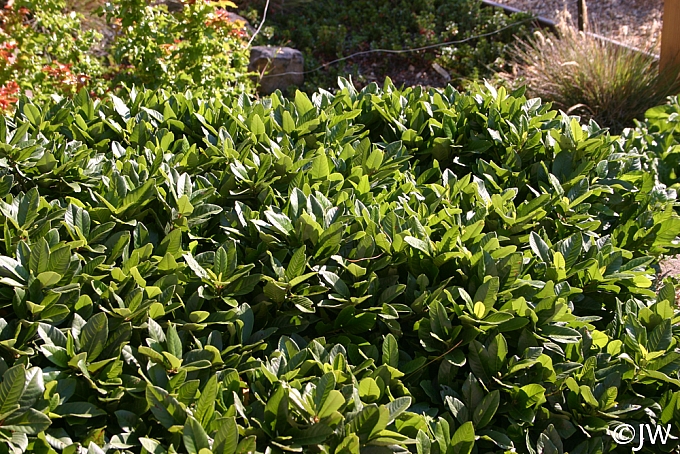Frangula (Rhamnus) californica 'Ed Holm' dwarf California coffeeberry