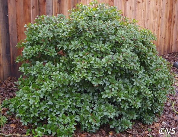 Frangula (Rhamnus) californica 'Salt Point' California coffeeberry