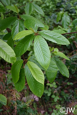 Frangula (Rhamnus) purshiana  cascara