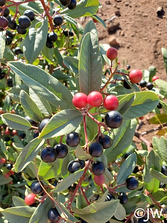 Frangula (Rhamnus) californica  California coffeeberry