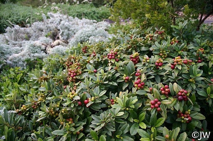 Frangula (Rhamnus) californica 'Seaview' dwarf California coffeeberry