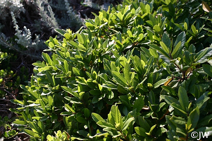 Frangula (Rhamnus) californica 'Seaview' dwarf California coffeeberry
