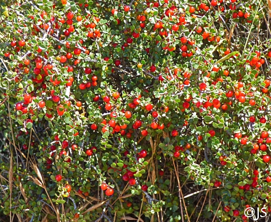 Rhamnus crocea  spiny redberry