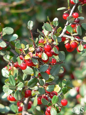 Rhamnus crocea  spiny redberry