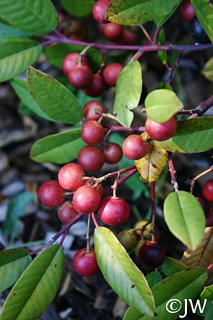 Frangula (Rhamnus) californica 'Eve Case' California coffeeberry