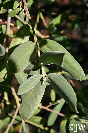 Frangula (Rhamnus) californica ssp. tomentella  serpentine coffeeberry