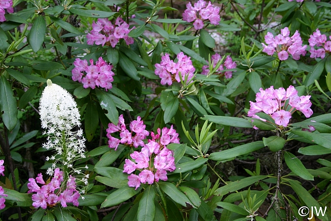 Rhododendron macrophyllum  California rose-bay