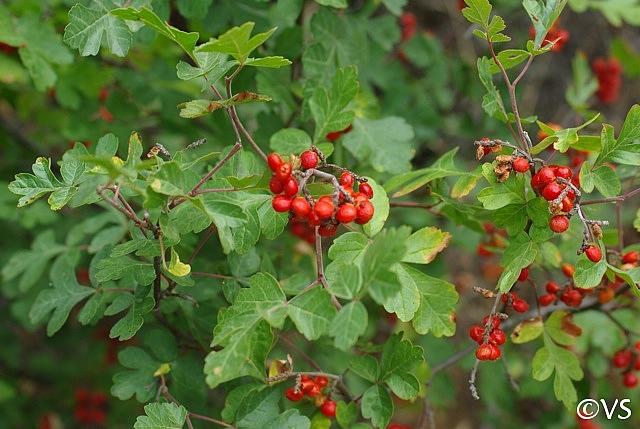 Rhus aromatica  basket bush