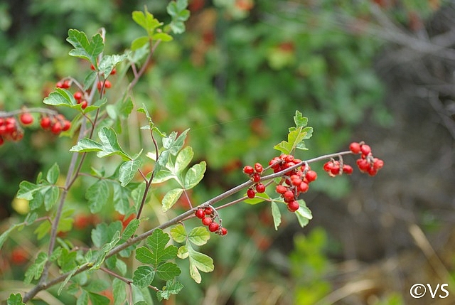 Rhus aromatica  basket bush