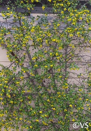 Ribes aureum  golden currant