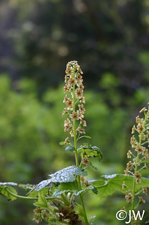 Ribes bracteosum  blue currant