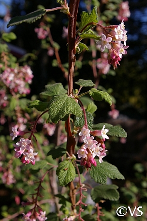 Ribes malvaceum  chaparral currant