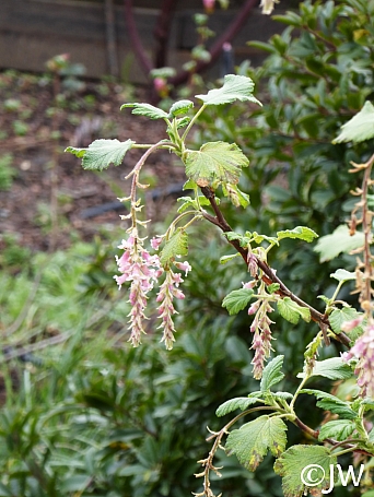 Ribes malvaceum 'Dancing Tassels' chaparral currant