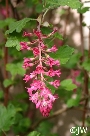 Ribes sanguineum v. glutinosum 'Monte Bello' pink flowering currant