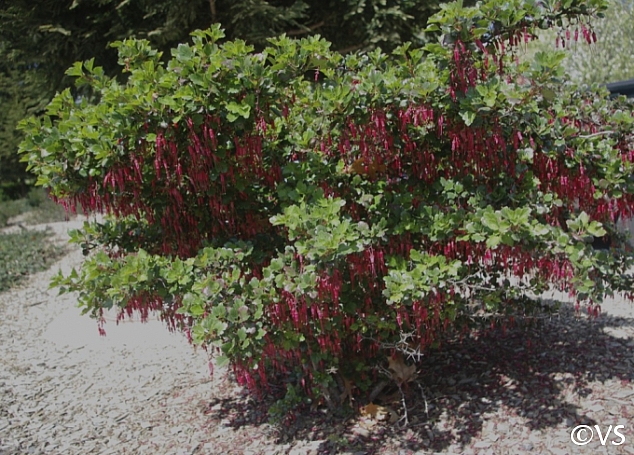 Ribes speciosum  fuchsia-flowered gooseberry