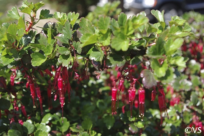 Ribes speciosum  fuchsia-flowered gooseberry